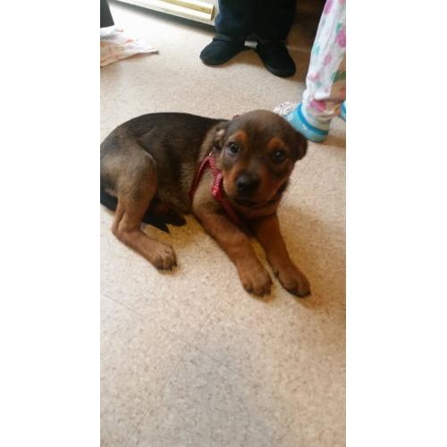 for sale dog small puppy in nottingham love with kids