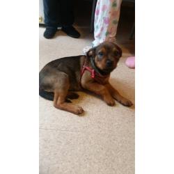 for sale dog small puppy in nottingham love with kids