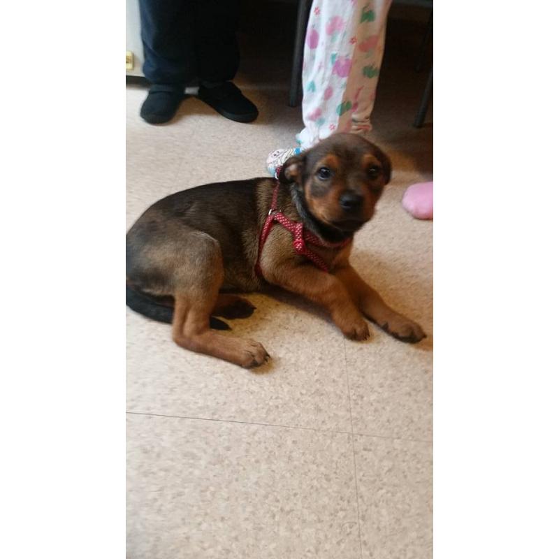 for sale dog small puppy in nottingham love with kids