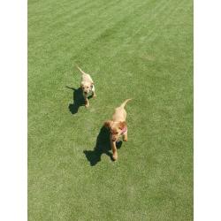 Irish setter