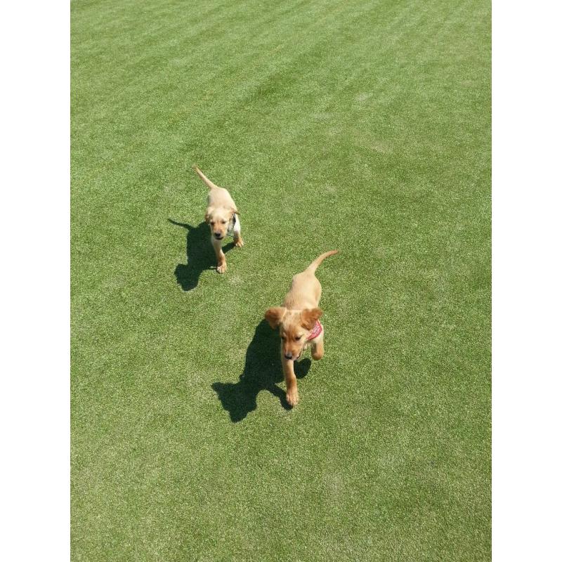 Irish setter