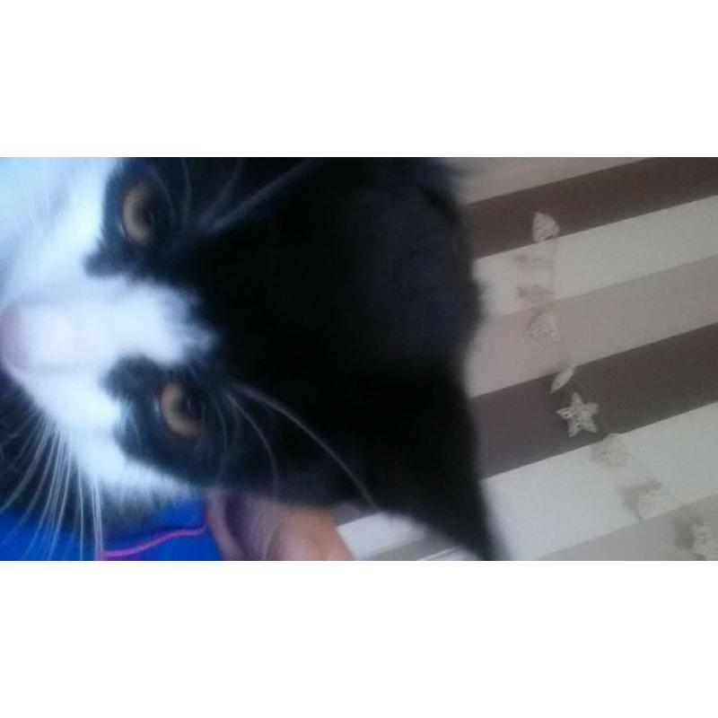 black and white kitten