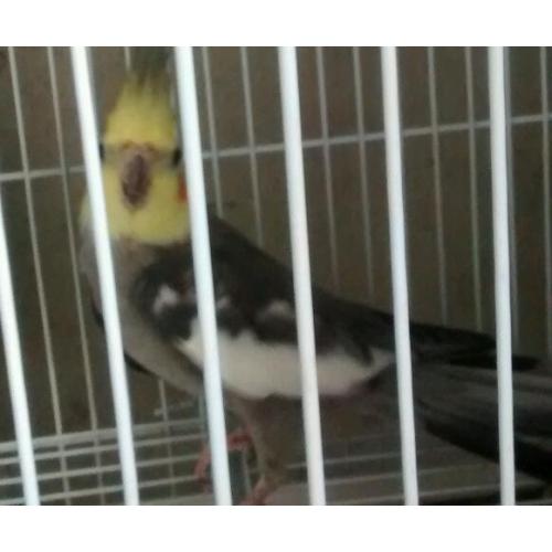 Cockatiel for sale