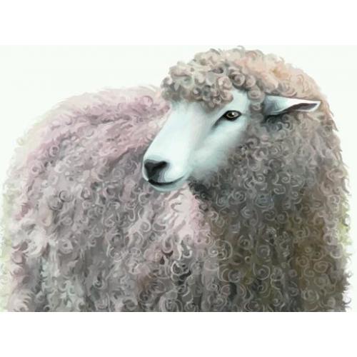 Small grazing field for sheep wanted to rent!