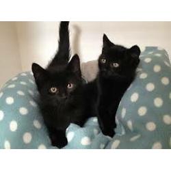 kittens