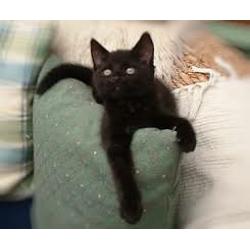 kittens