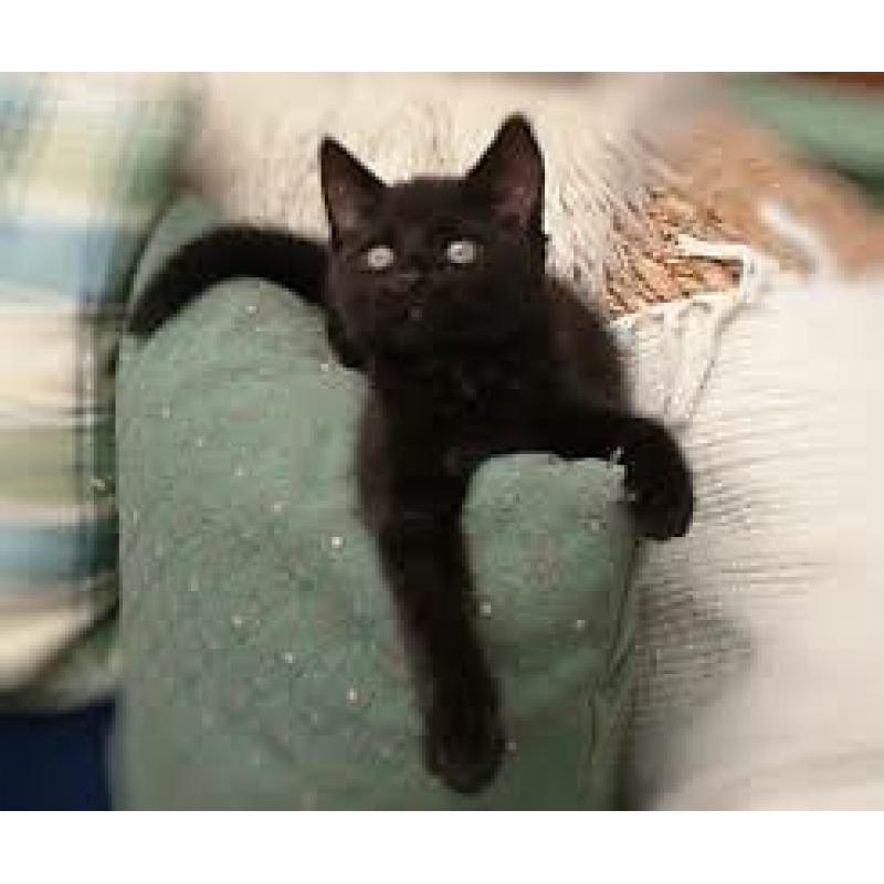 kittens
