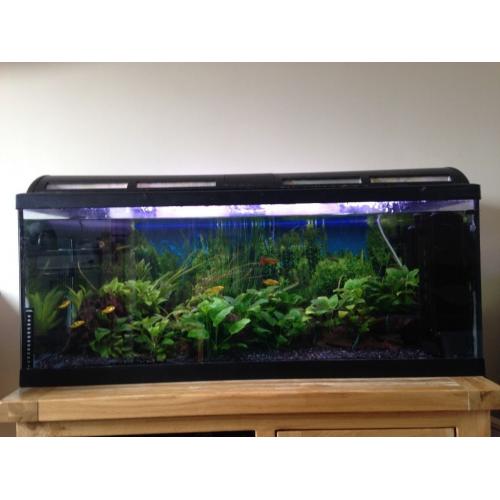 180 litre aquarium