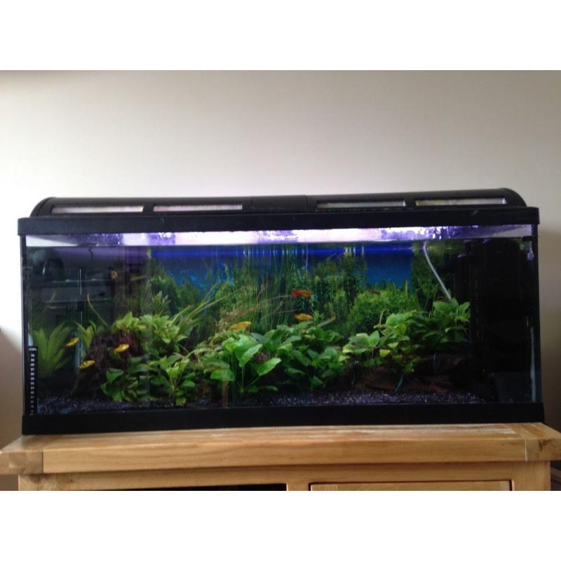 180 litre aquarium