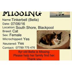 Missing cat