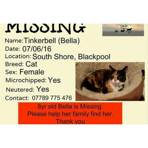 Missing cat