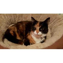 Missing cat