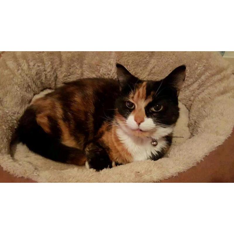Missing cat