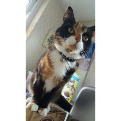 Missing cat