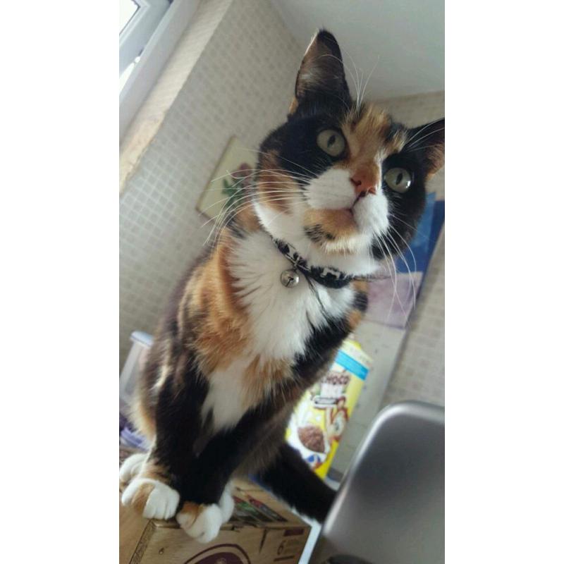 Missing cat