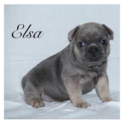 Beautiful blue French bulldog puppies