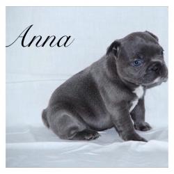 Beautiful blue French bulldog puppies