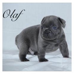 Beautiful blue French bulldog puppies