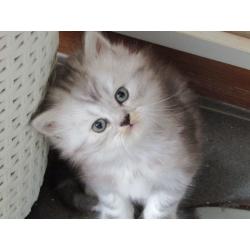 Persian x Chinchilla Kitten