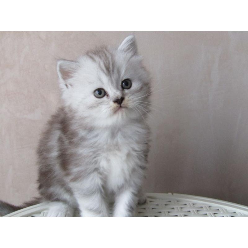 Persian x Chinchilla Kitten