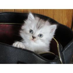 Persian x Chinchilla Kitten