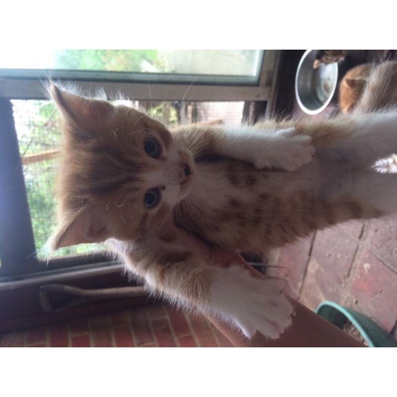 Ginger and white kittens for sale