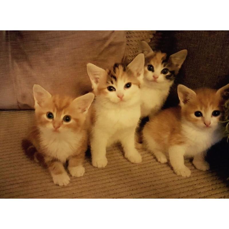 Gorgeous fluffy kittens for sale