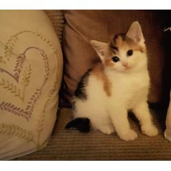 Gorgeous fluffy kittens for sale