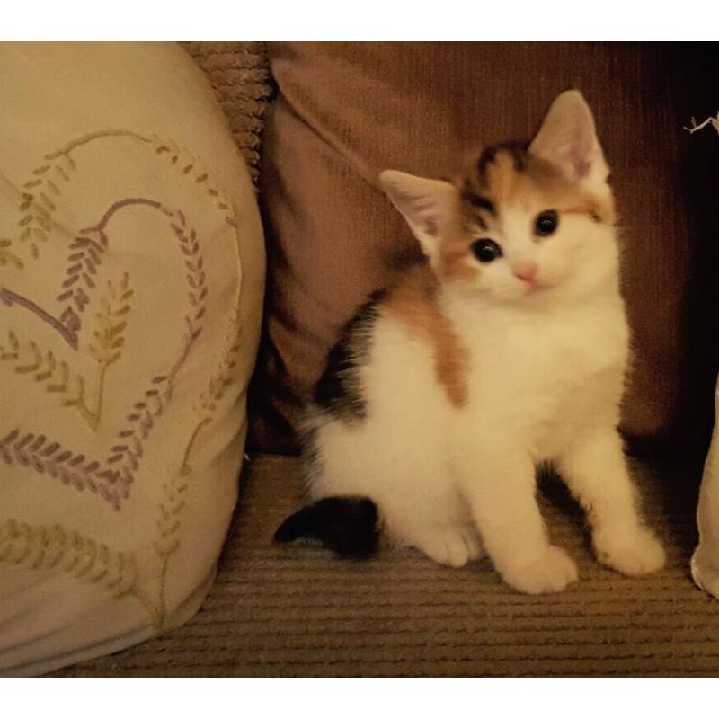 Gorgeous fluffy kittens for sale
