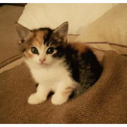 Gorgeous fluffy kittens for sale