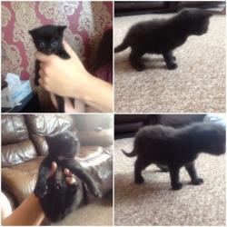 Gorgeous fluffy black kitten