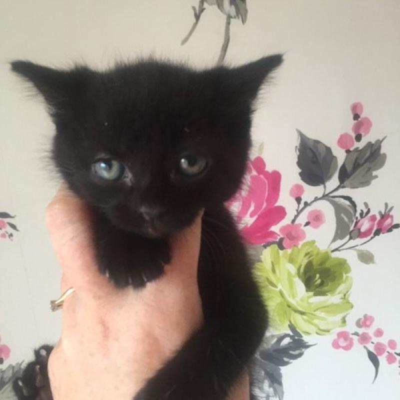 Gorgeous fluffy black kitten