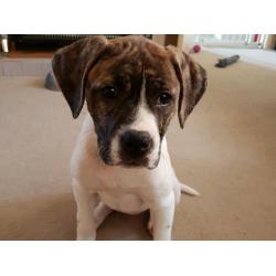 American x johnson puppy for sale