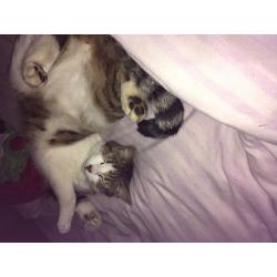 Cats for urgent rehoming must go separately