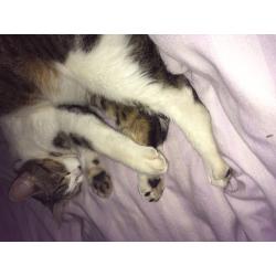 Cats for urgent rehoming must go separately
