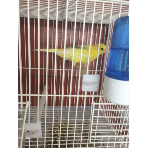 Canary for sale