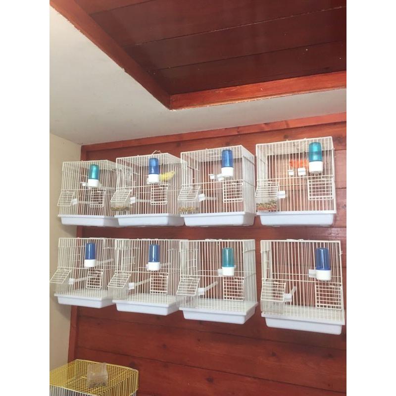 Canary for sale