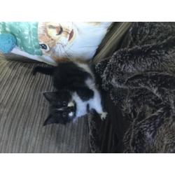 Kitten male ready.