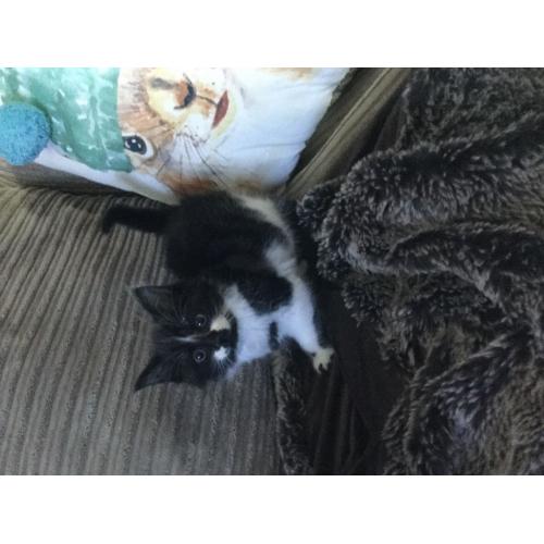 Kitten male ready.