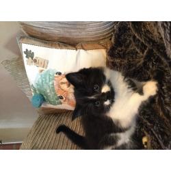 Kitten male ready.