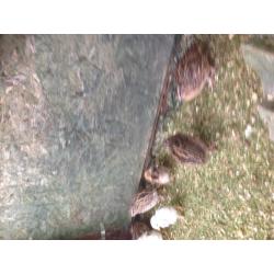 Quail for sale