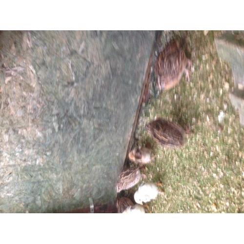 Quail for sale