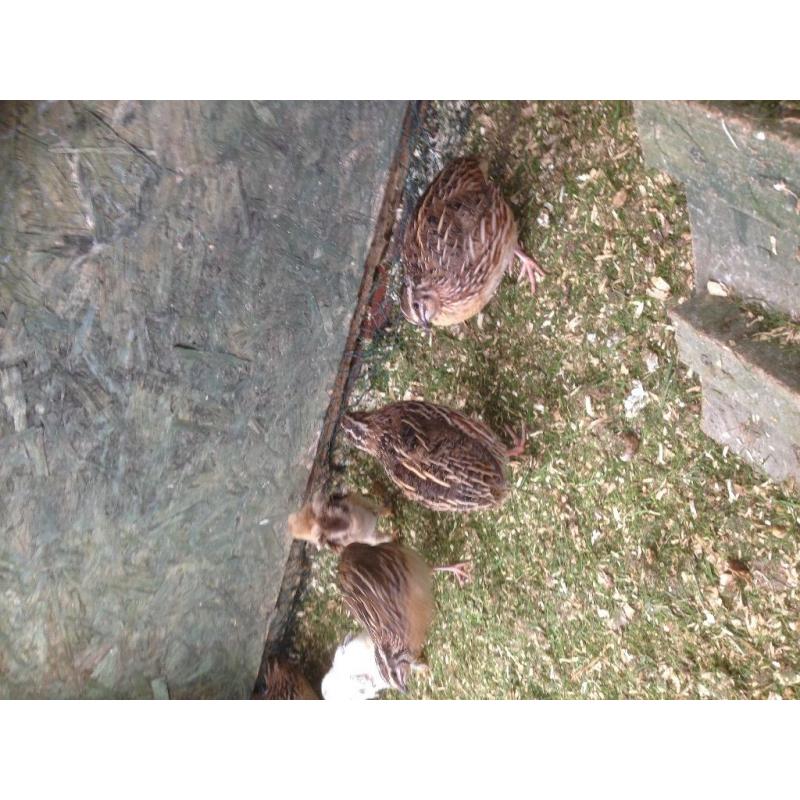 Quail for sale