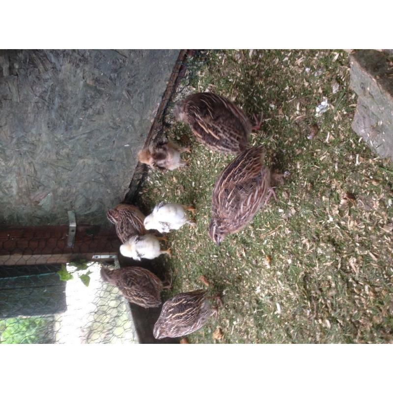 Quail for sale
