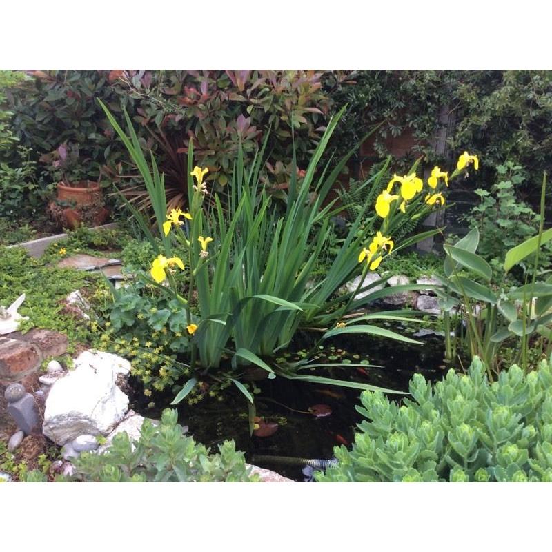 Pond plants yellow flag iris