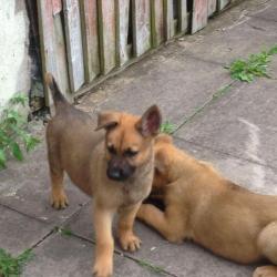 German Shepherd x malinois puppies 2 females left from the litter