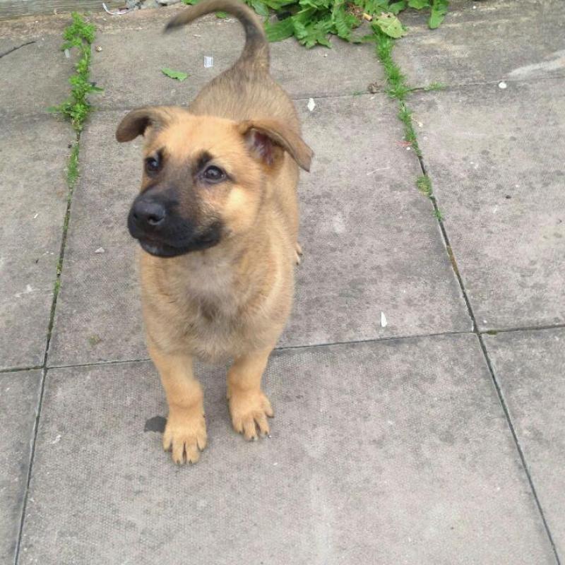 German Shepherd x malinois puppies 2 females left from the litter