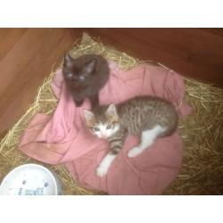 Only 1 lovely friendly kitten left