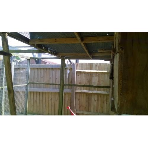 Ring Neck for sale