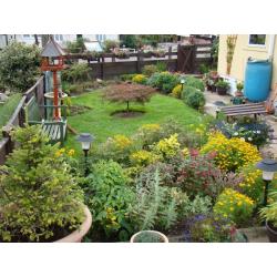 LET ME MAKE YOUR GARDEN LOOK GREAT TEL...07523101861 ALL AREAS COVERED